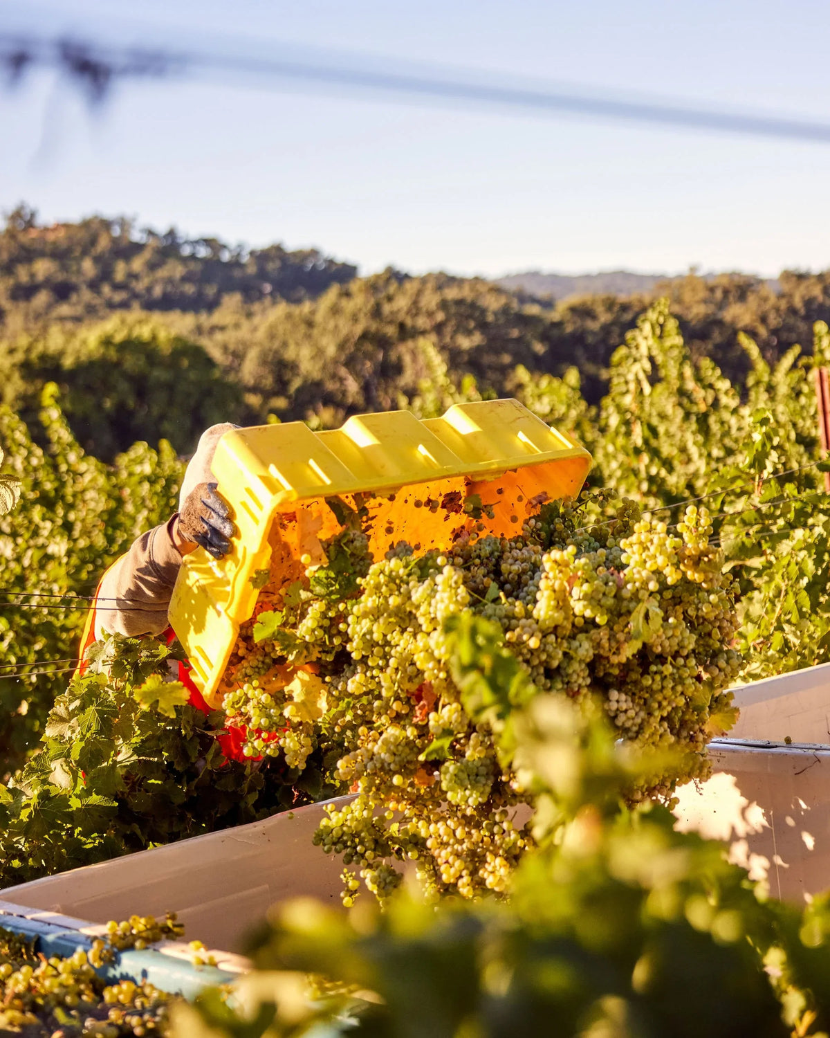 The Best Times to Visit Paso Robles