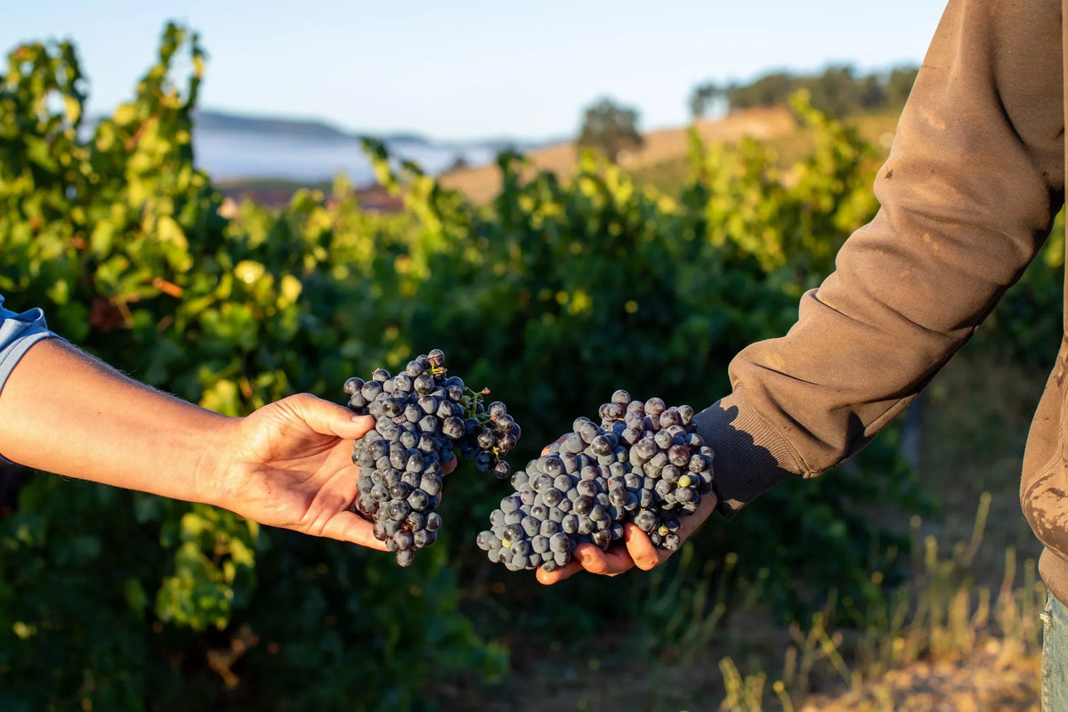 Ground Zero For Regenerative Organic Wine": Halter Ranch & ROC™ Paso Robles Wineries Featured in Forbes