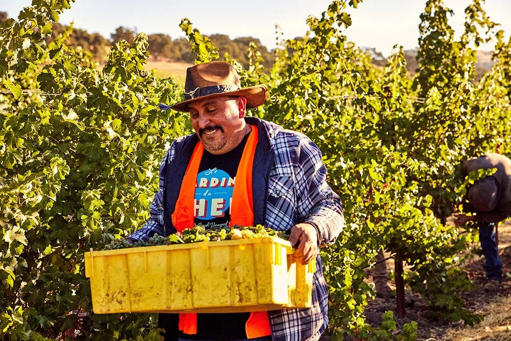 How is Wine Made? The Creation Process from Vine to Bottle