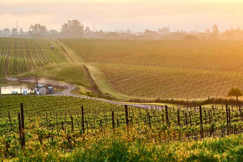 How to Plan a Paso Robles Wine Country Getaway