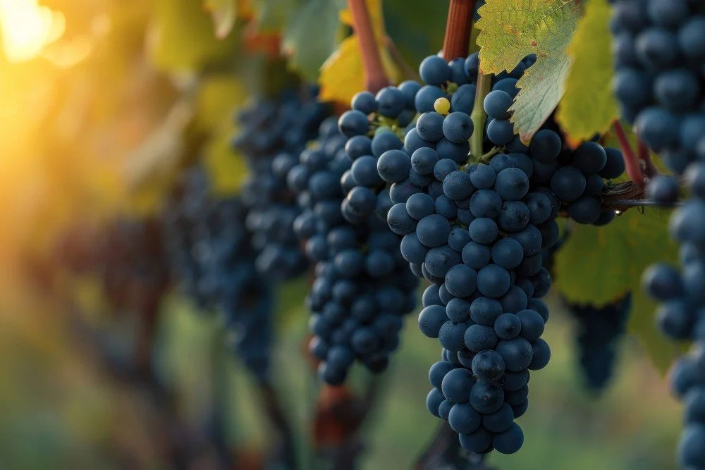Organic Wine Farming: Is Organically Farmed Wine Better for You?