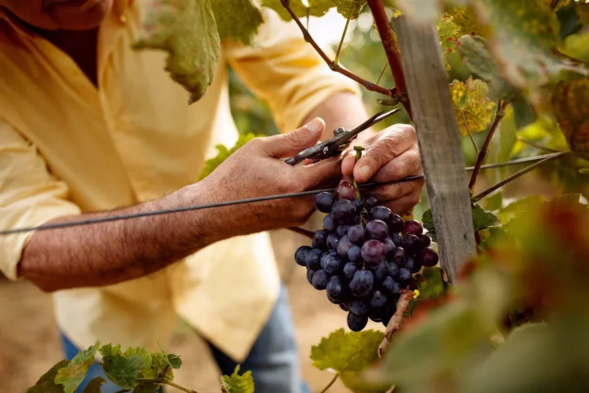 Sustainable Winemaking: How We're Protecting the Environment