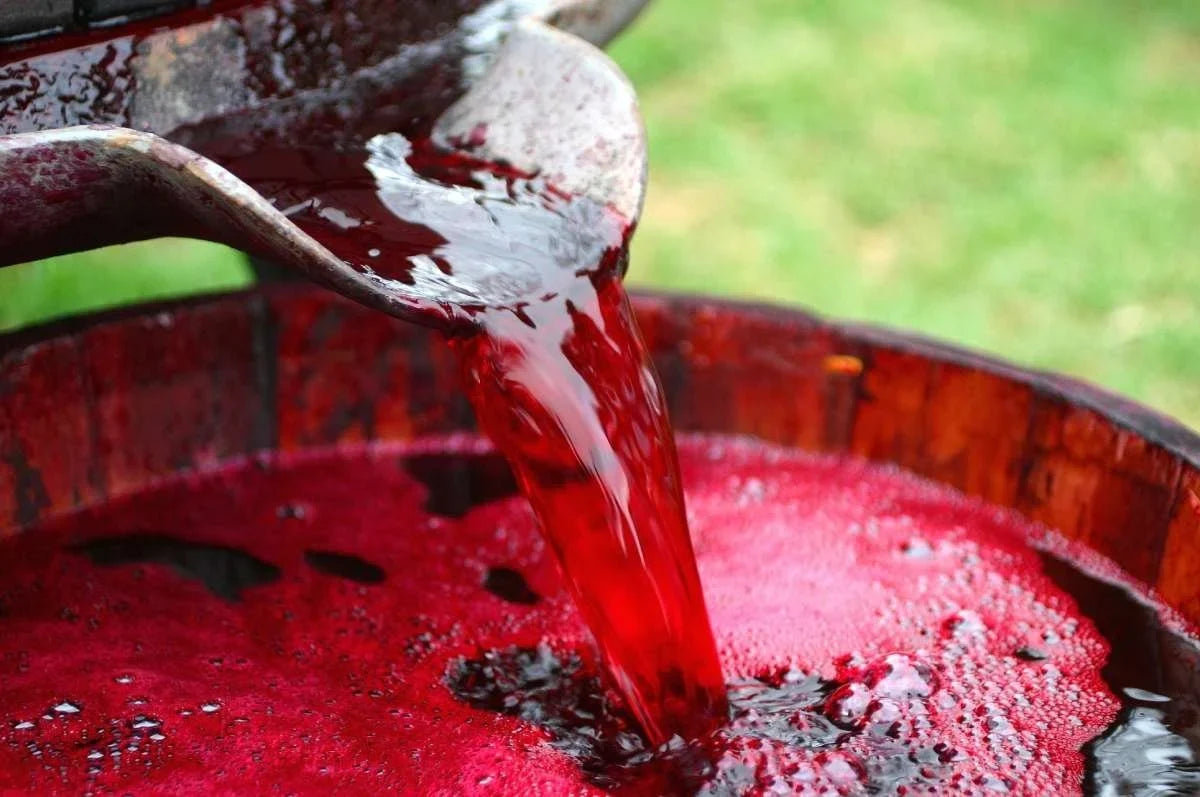 The Future of Winemaking: Trends and Innovations